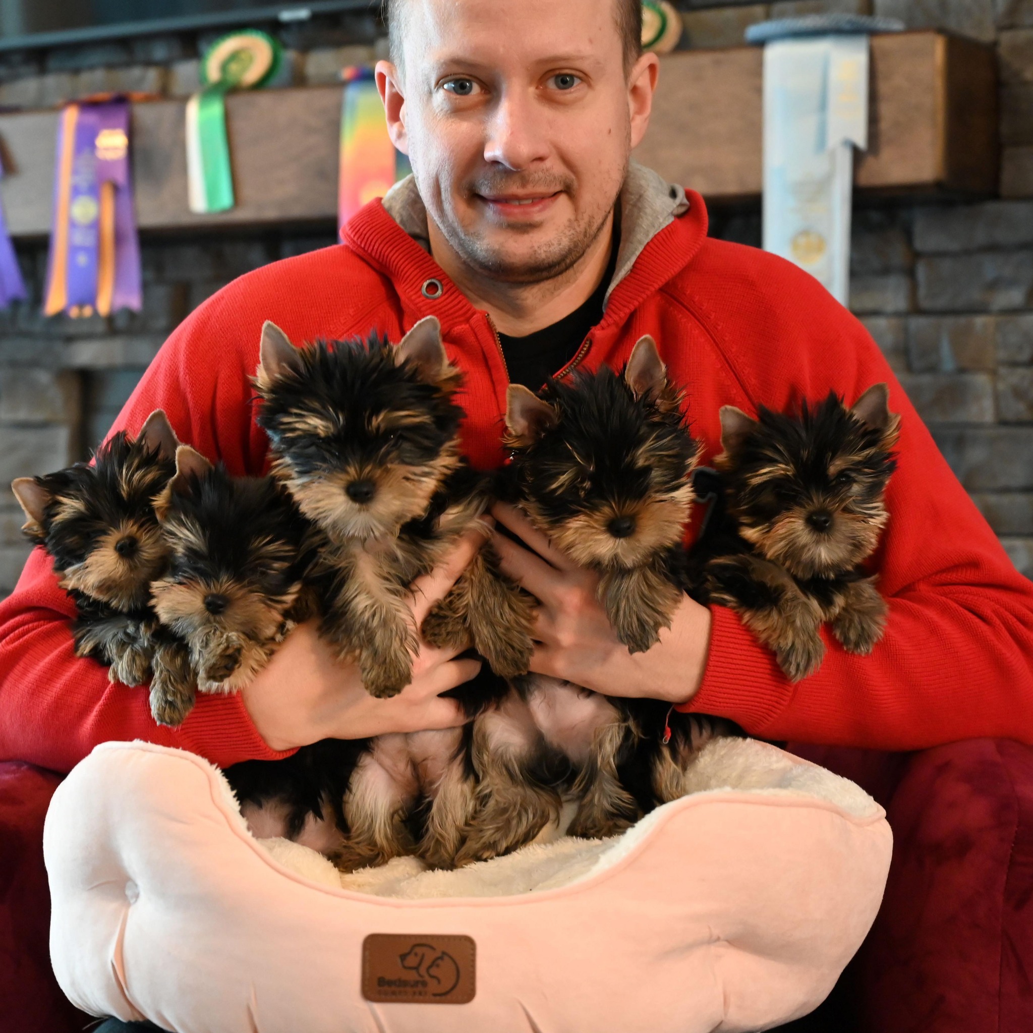 Tiny Treasures Yorkie